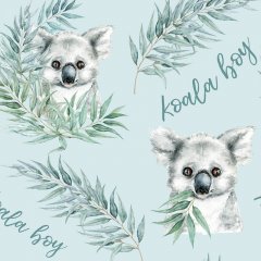 Koala - boy